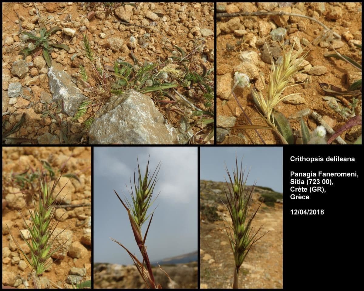 Crithopsis