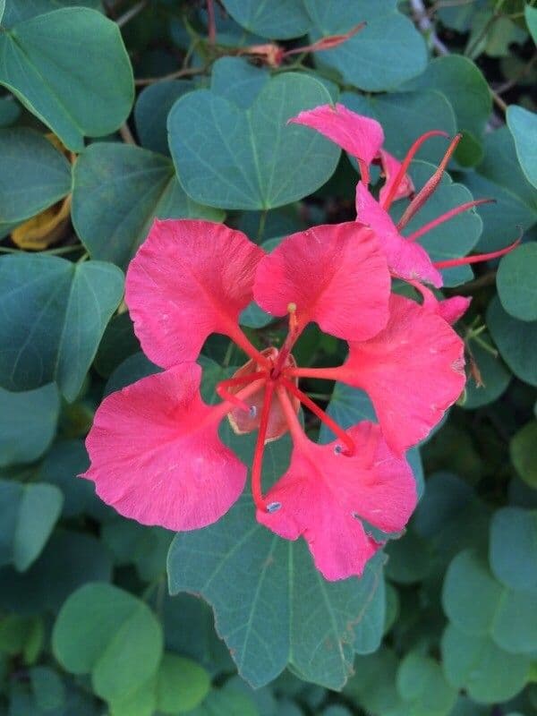 Bauhinia galpinii 6