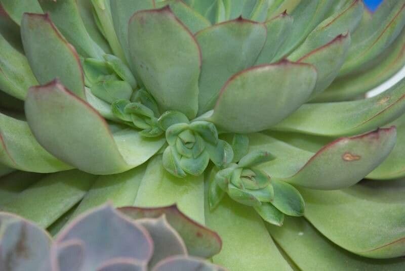 Echeveria 17