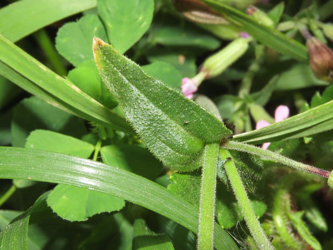 Catchfly parduzco 9
