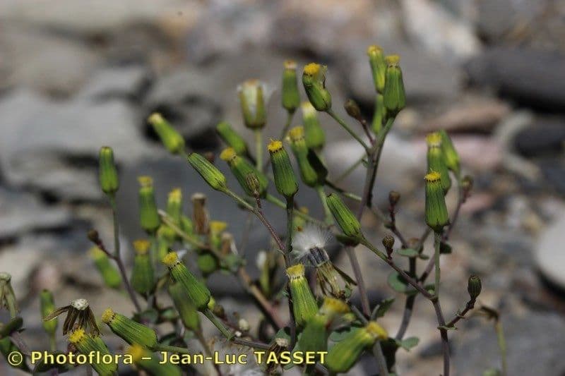 Senecio giallo 2