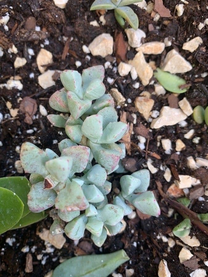 Conophytum 5