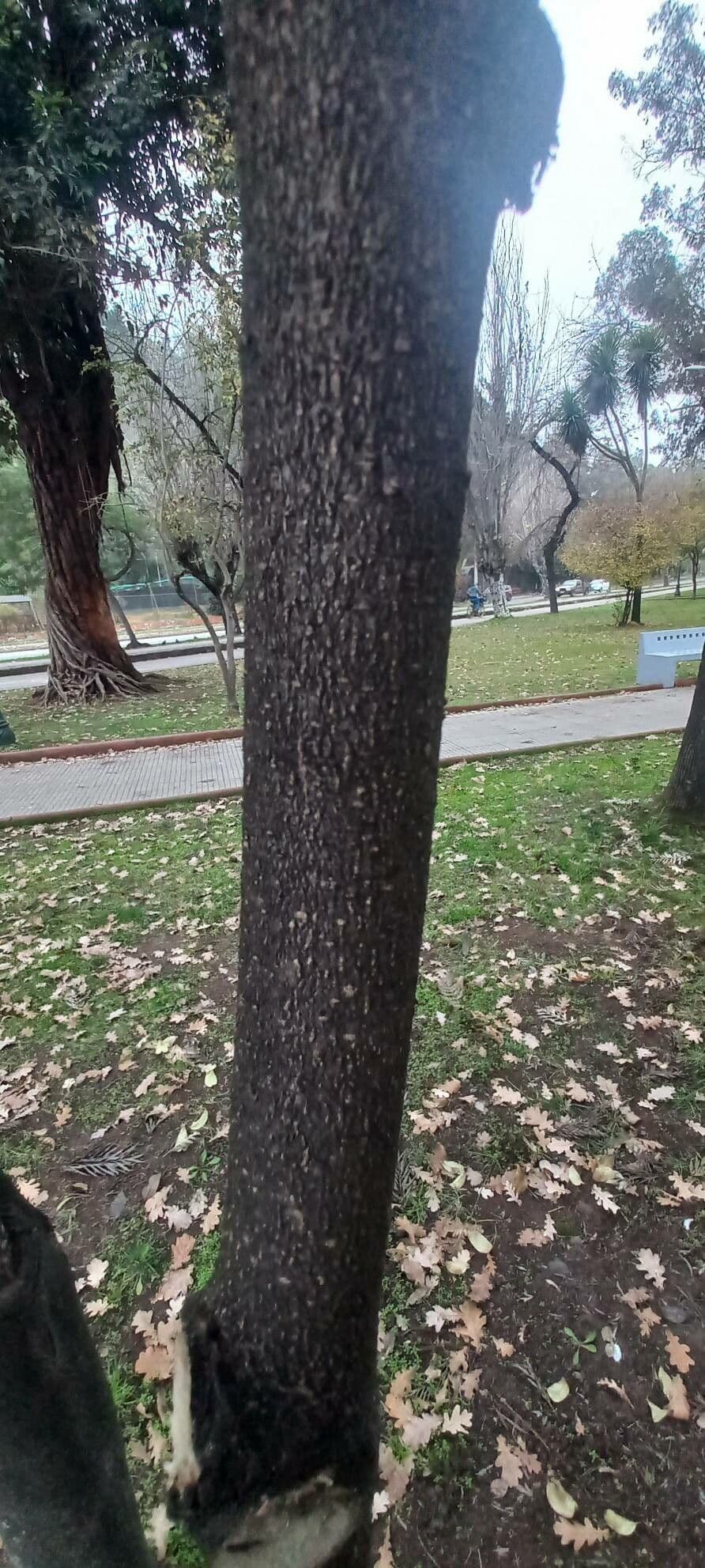 Macadamianuss 20