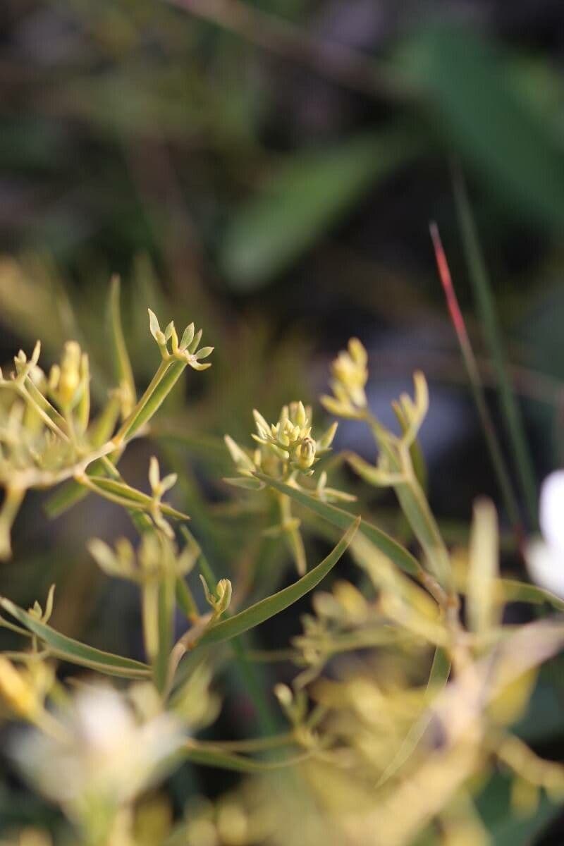 Bupleurum di Balden 16