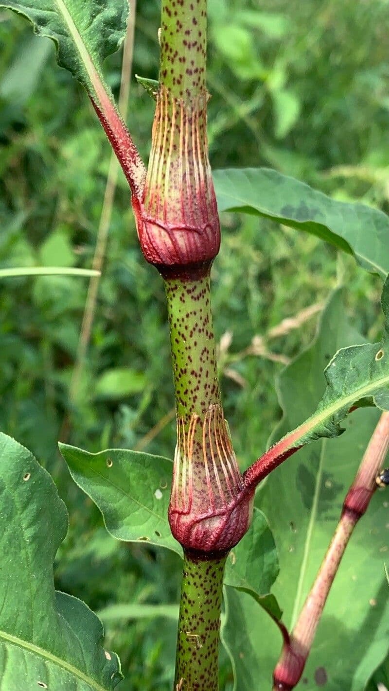 Persicaria de hoja de acedera 23