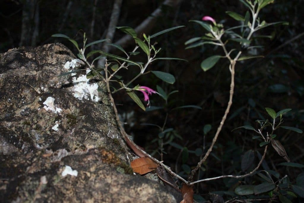 Graptophyllum 7