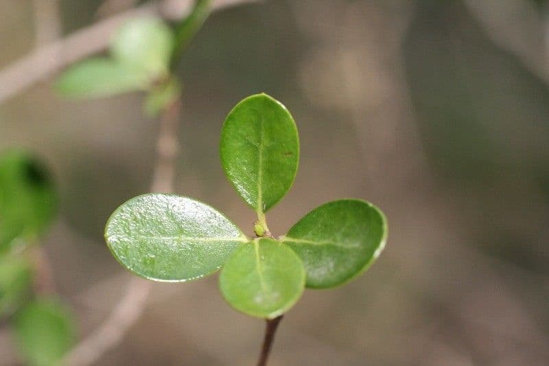 Fernelia 17