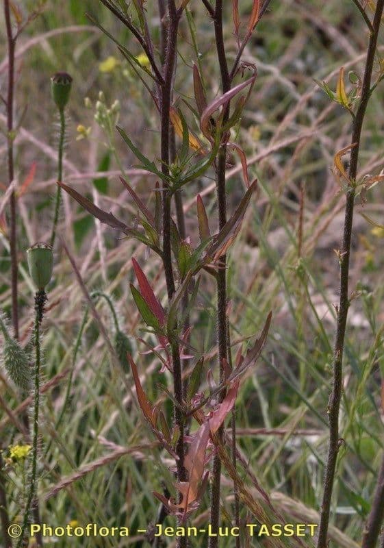 Loesels Rauke 24