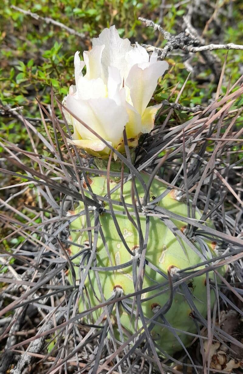 Tephrocactus 2