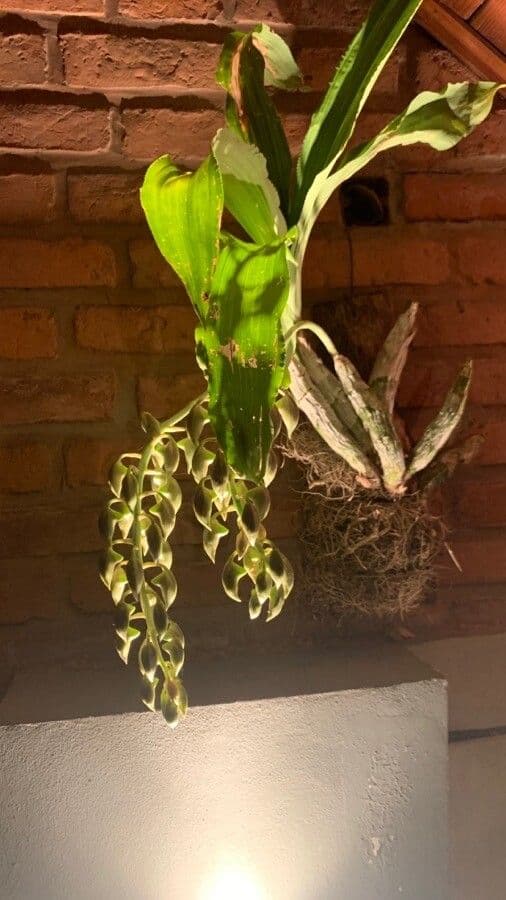 Orchidea střapkatá 8