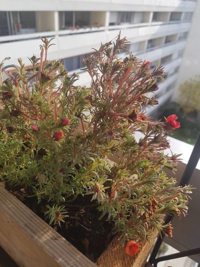 Flor de once horas 2