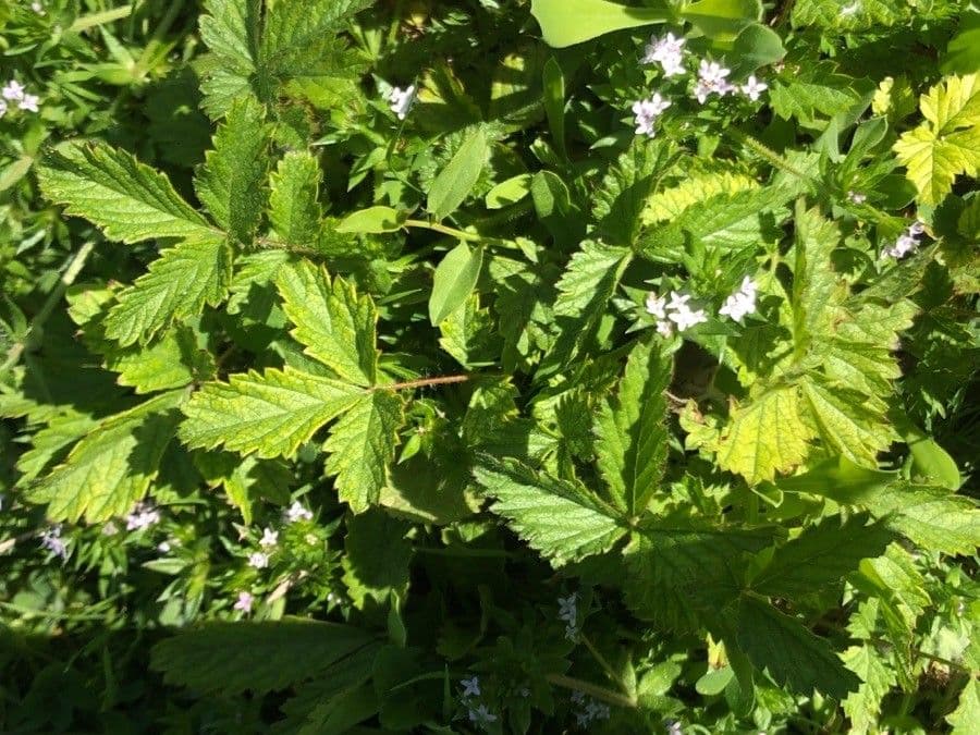 Potentilla cinese