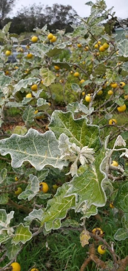Solanum marginatum 14