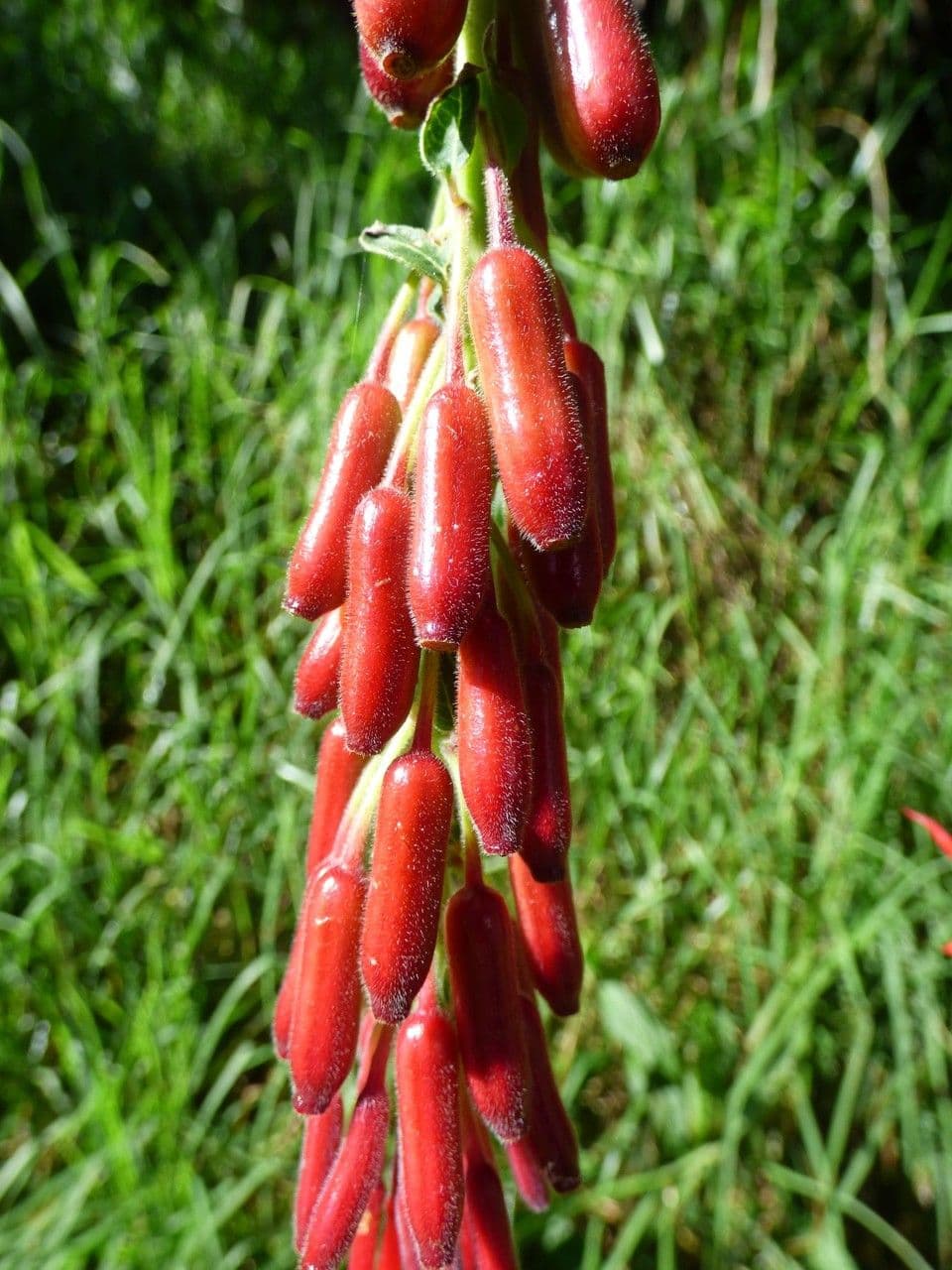 Fuchsien 2
