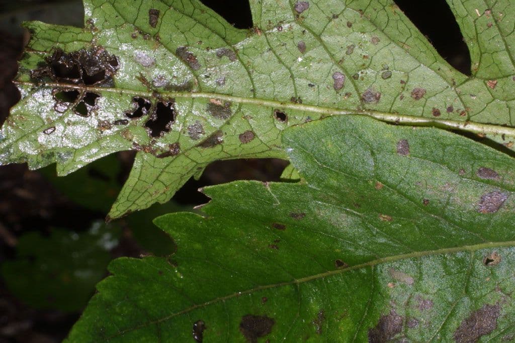 Aureolaria 15