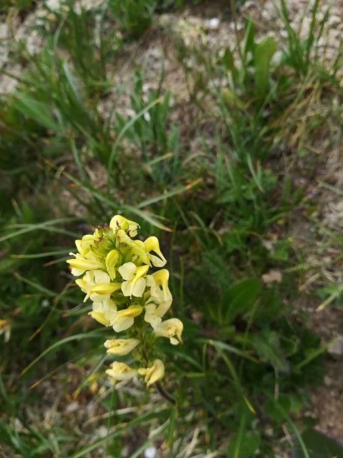 Pedicularis tuberosa 2
