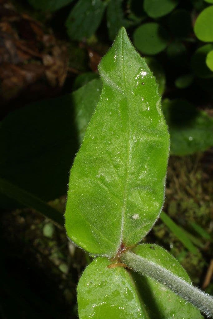 Penstemon 13