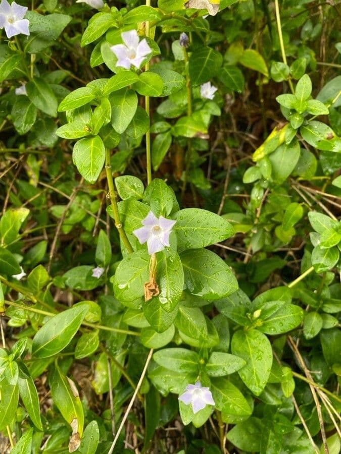 Pervinca difforme 8