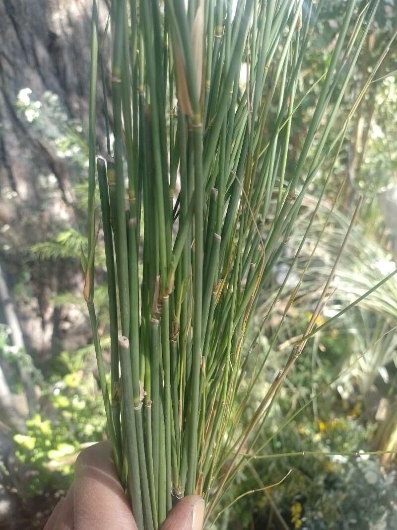 Junco báltico 3