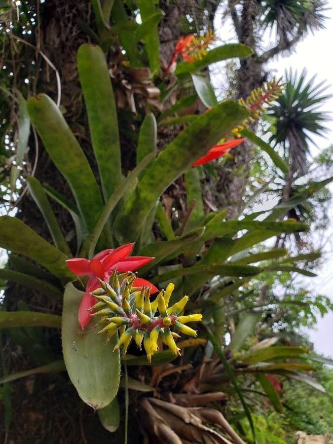 Aechmea nudicaulis 19