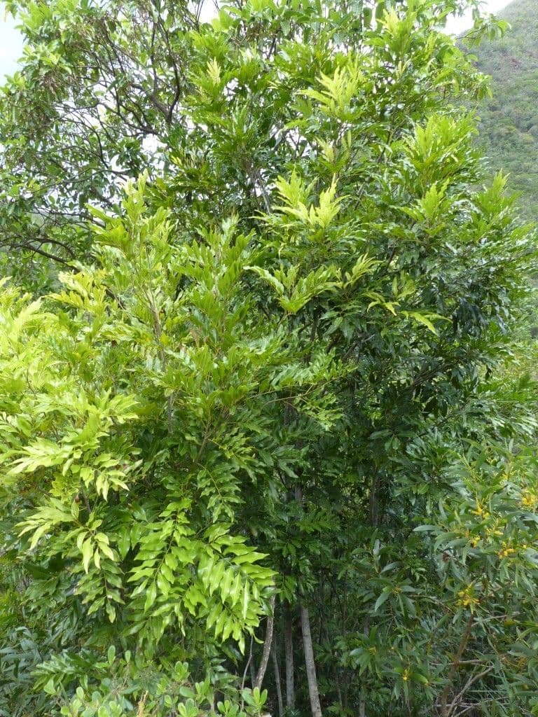 Lepidocupania 6
