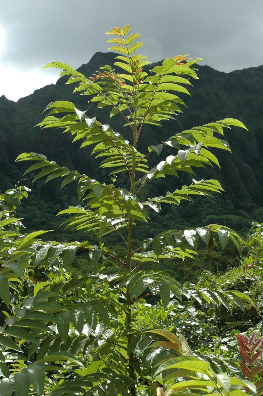 Essigbaum 3