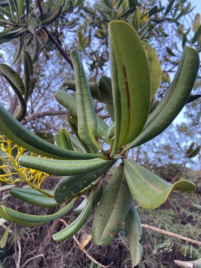 Vochysia tucana 6