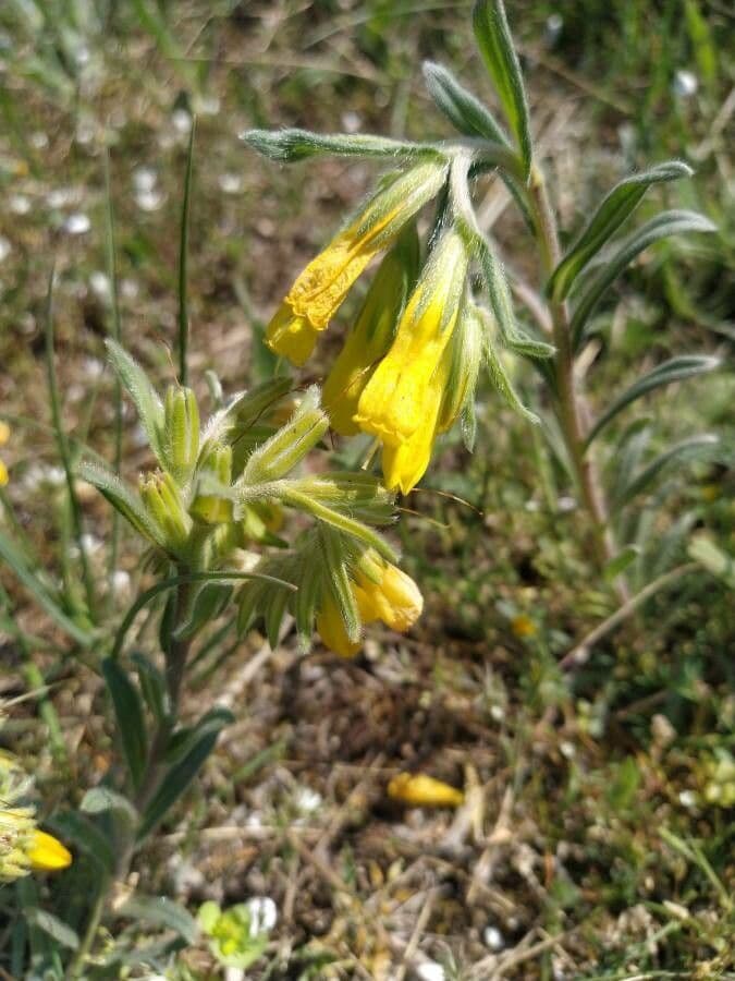 Onosma 3