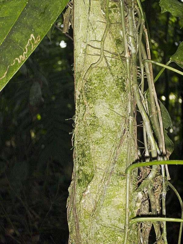Sorocea 11
