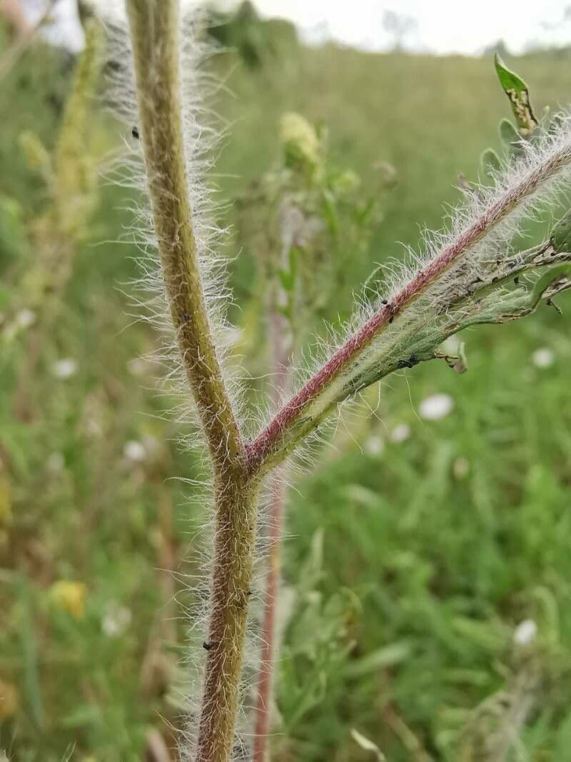 Ambrózia palinolistá 22