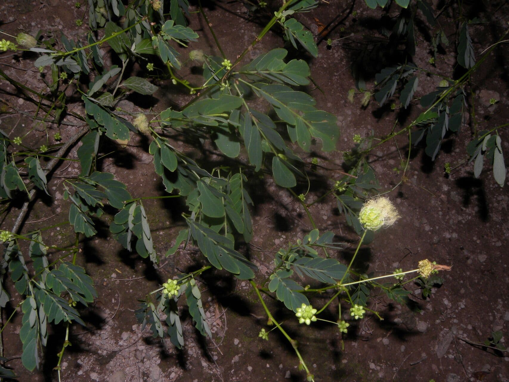 Schott's stickpea 11