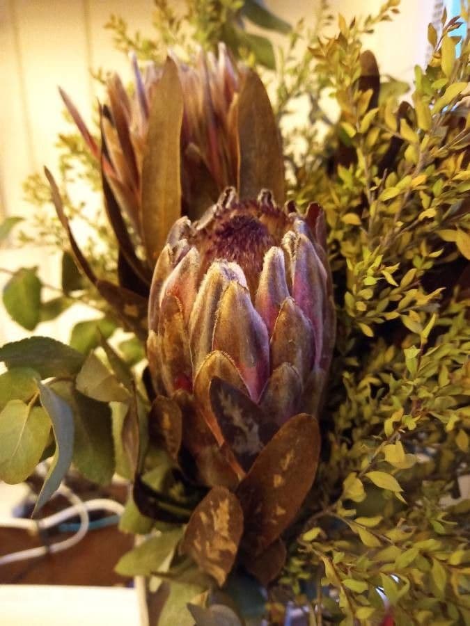 Protea o liściach oleandra 5
