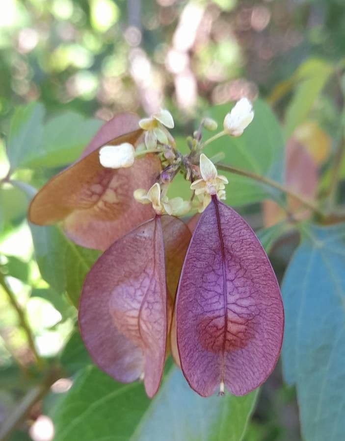 Urvillea uniloba