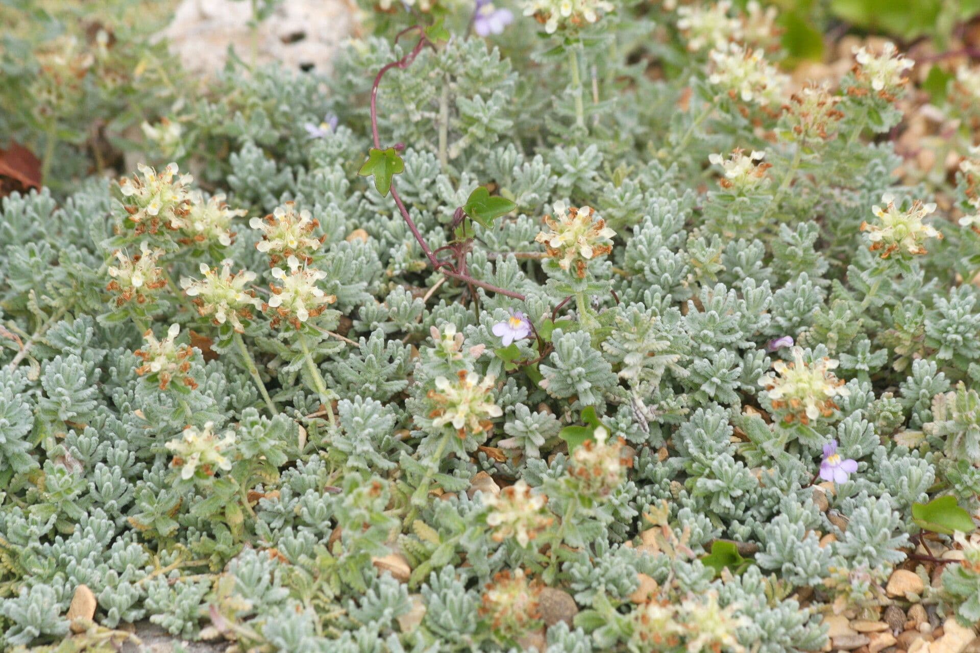 Teucrium rouyanum 2