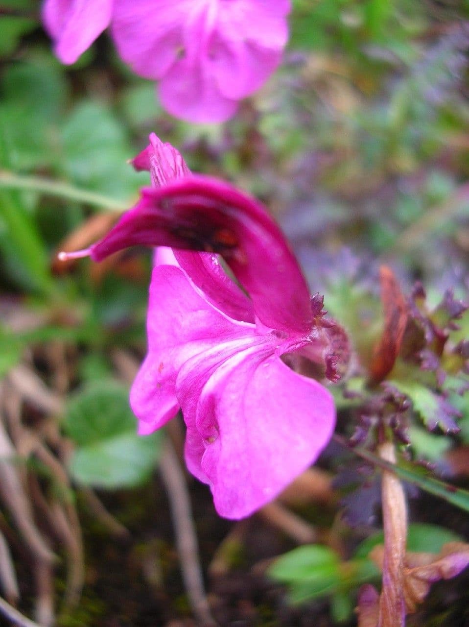Pedicularis kerneri 4