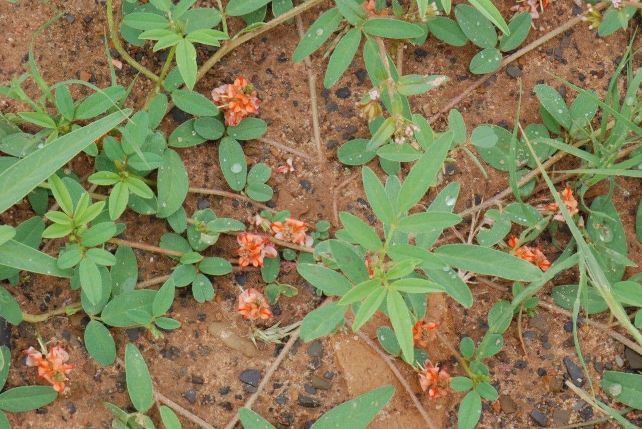 Indigofera 14