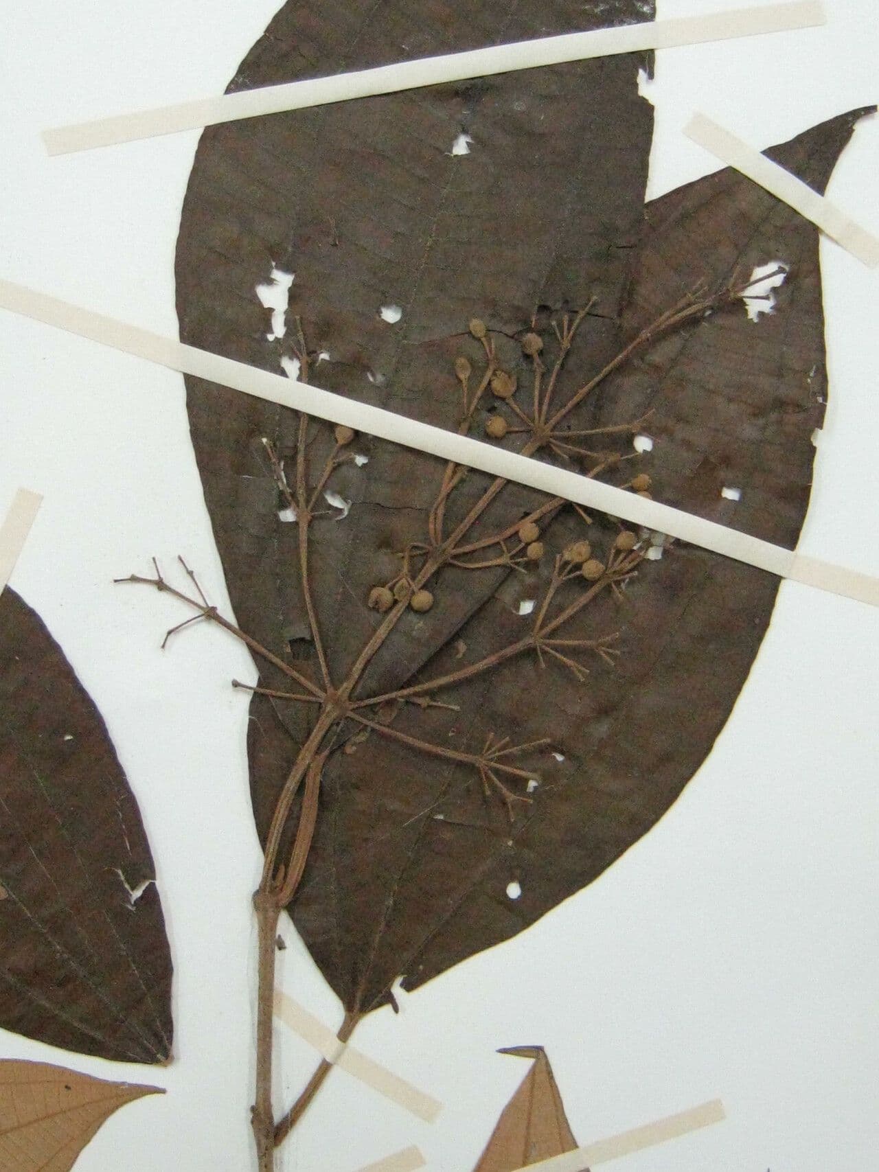 Miconia 5