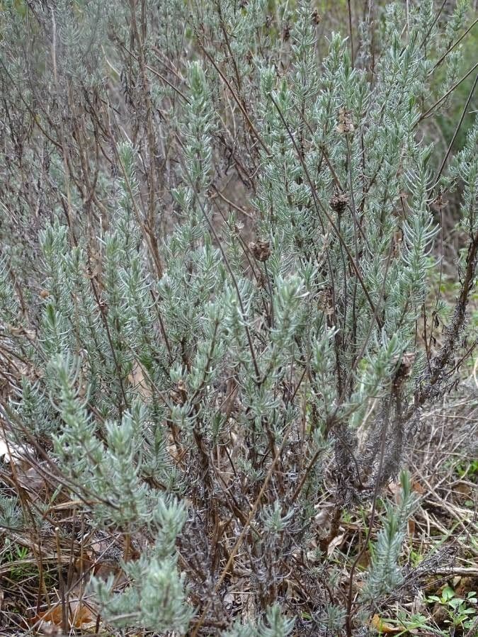 Lavanda selvatica 20