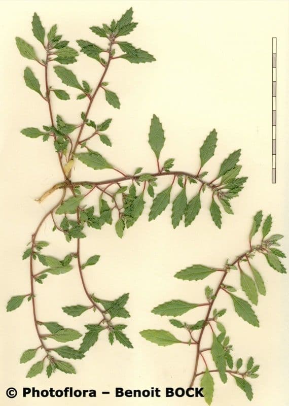 Forsskaolea 21