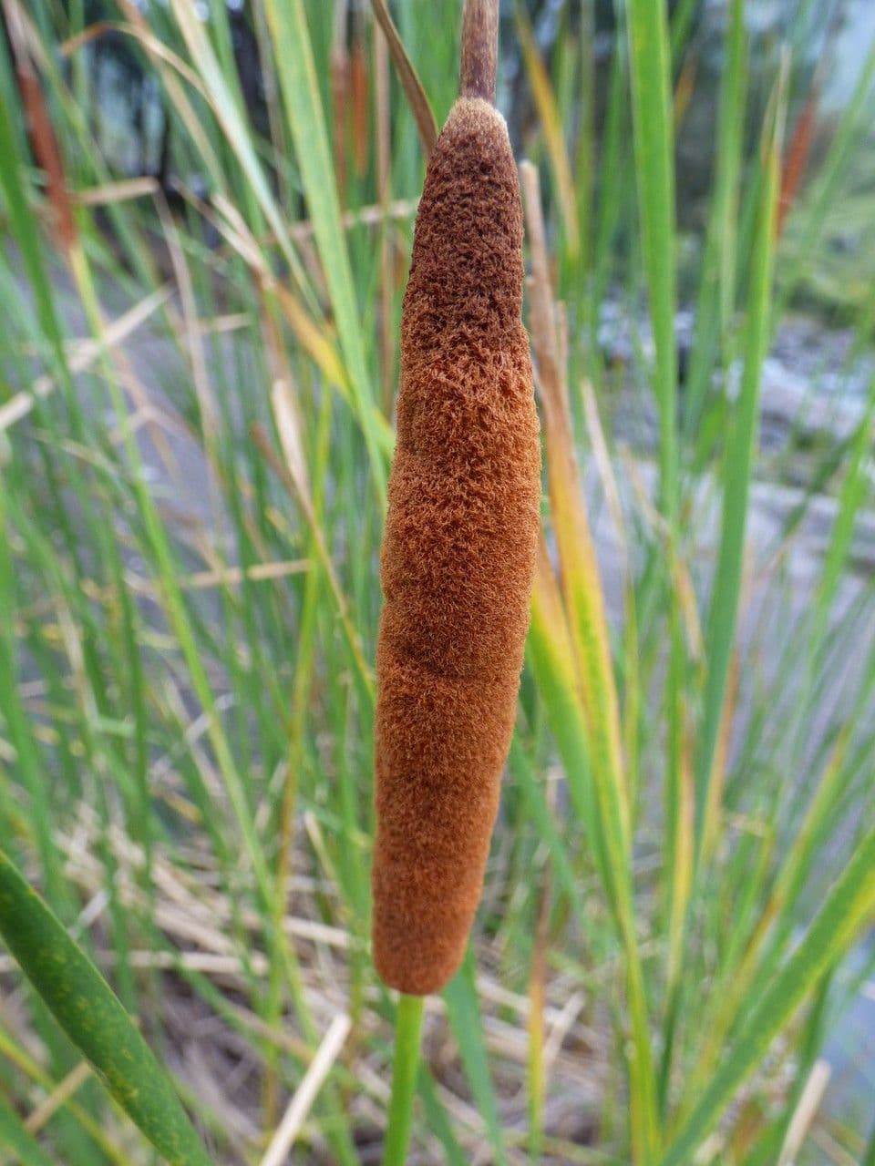 Totora 8