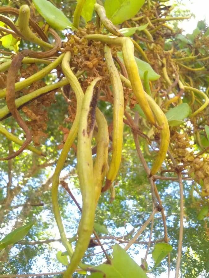 Tabebuia bledá 5