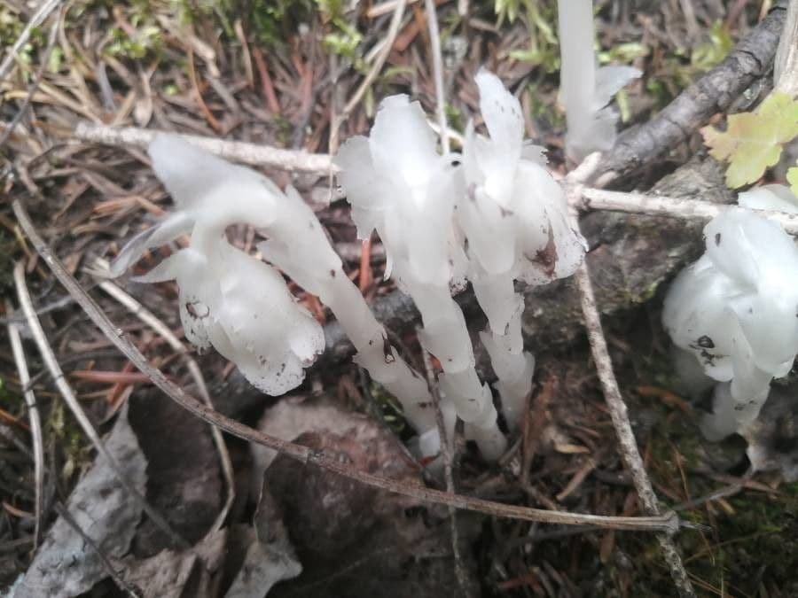 Ipopitide uniflora 17