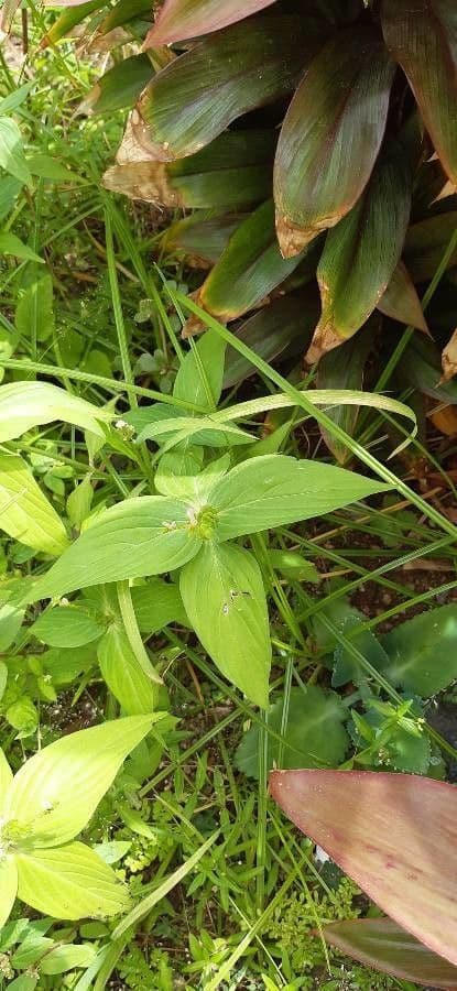 Spigelia 16