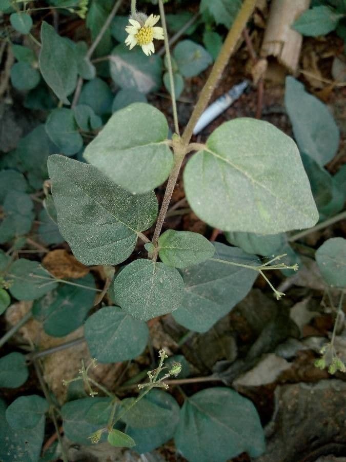 Boerhavia diffusa 18