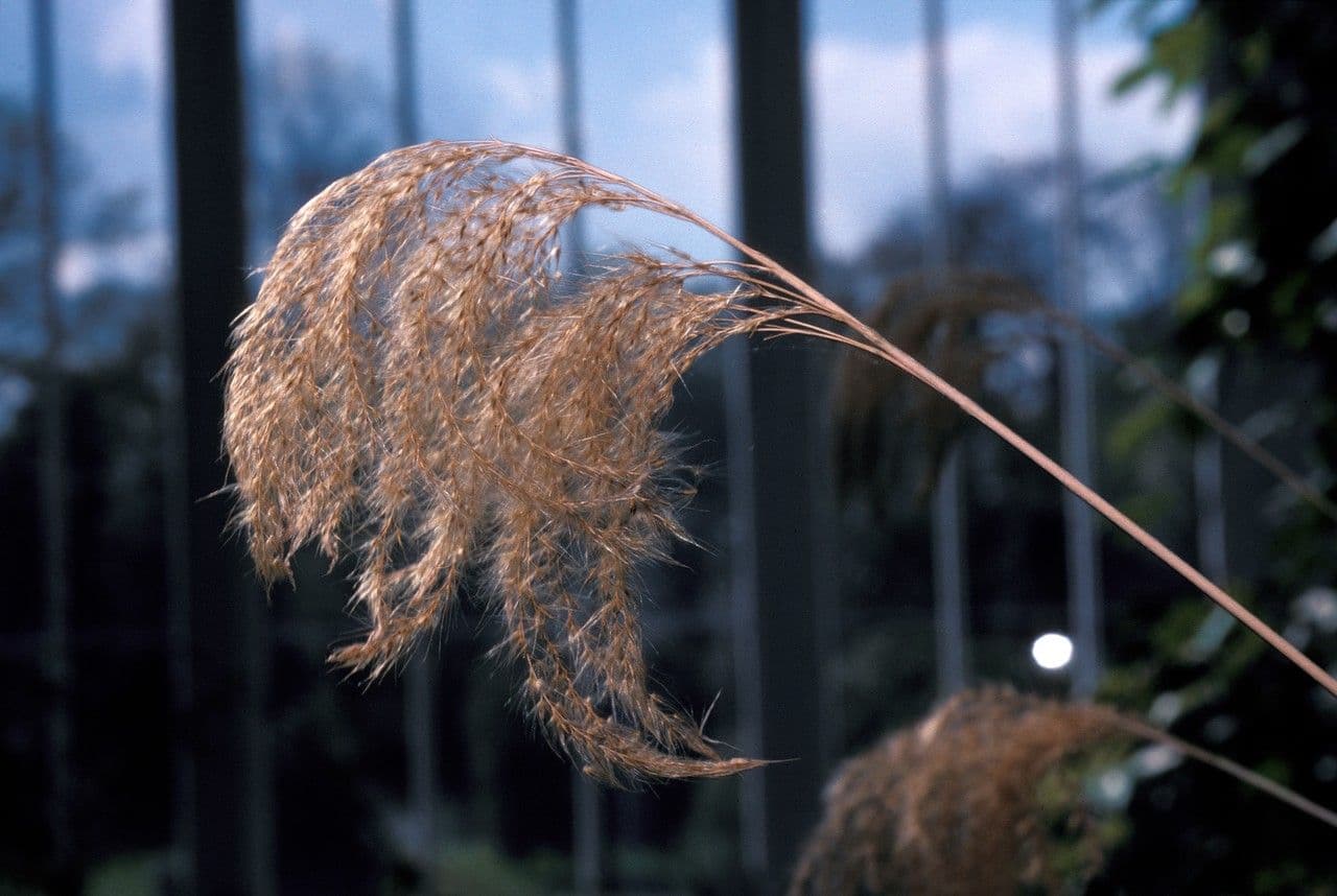 Erba argentea del Nepal
