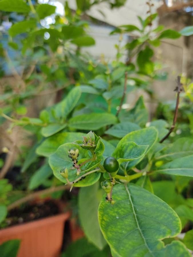 Lantana 3