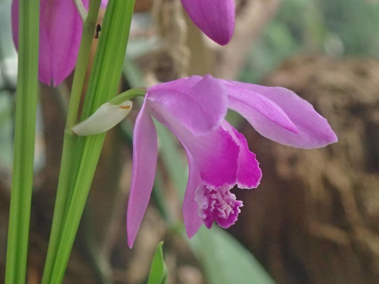 Bletilla striata 6