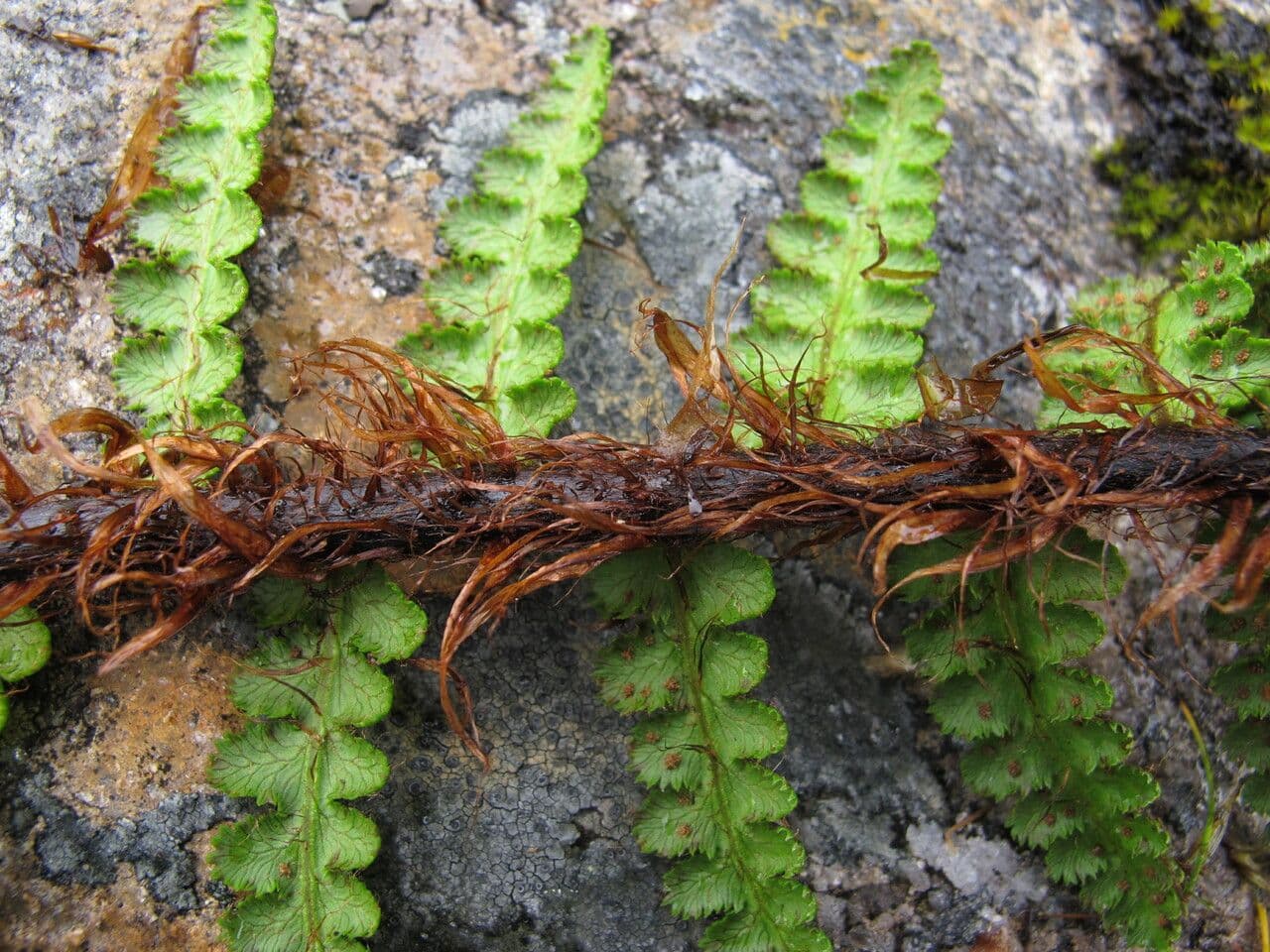 Athyrium 4