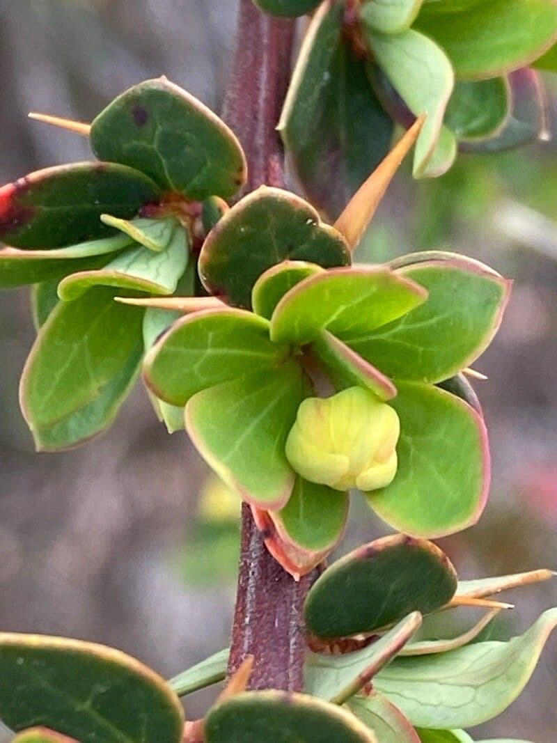 Berberys drobny 3