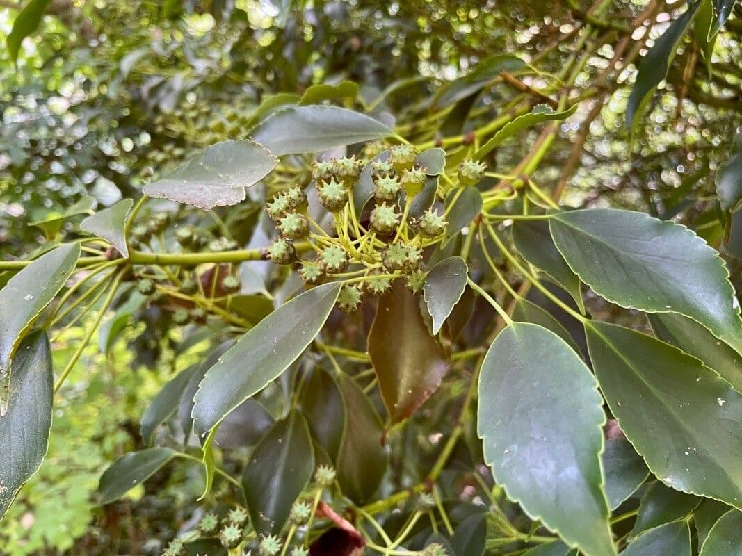 Trochodendron 16